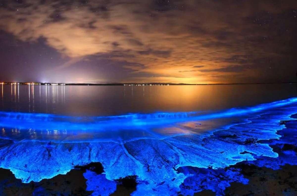 Bioluminescence Bioluminescence
